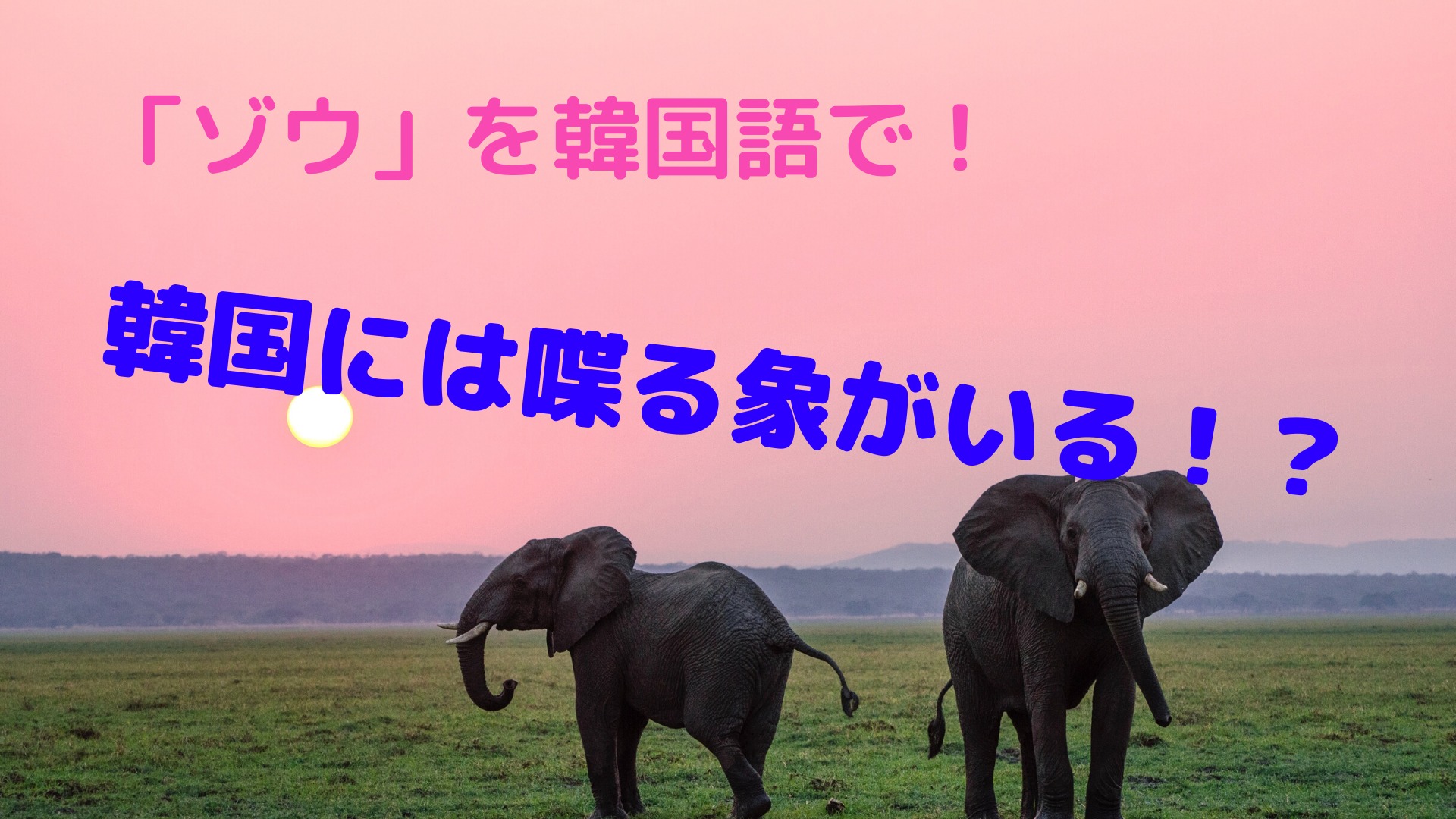 ゾウ を韓国語で 韓国にはしゃべる象がいる Nobunote