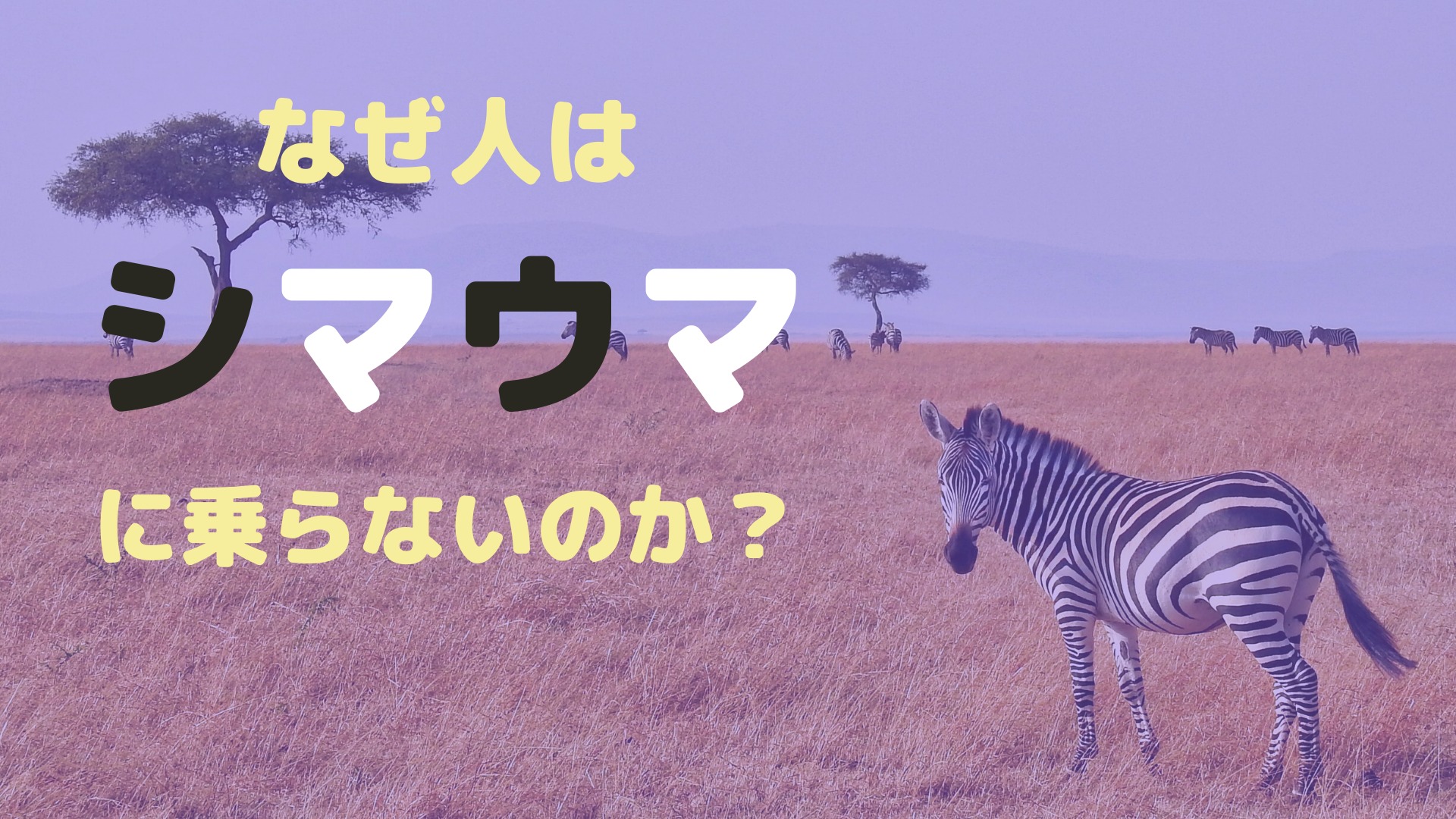 韓国語でシマウマは何という 面白い生態や格言も紹介 Nobunote