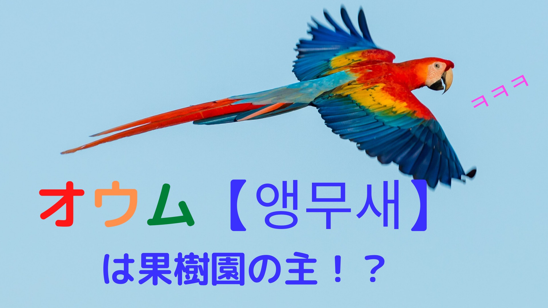 韓国語でオウムは何ていう 面白い生態や格言も紹介 Nobunote