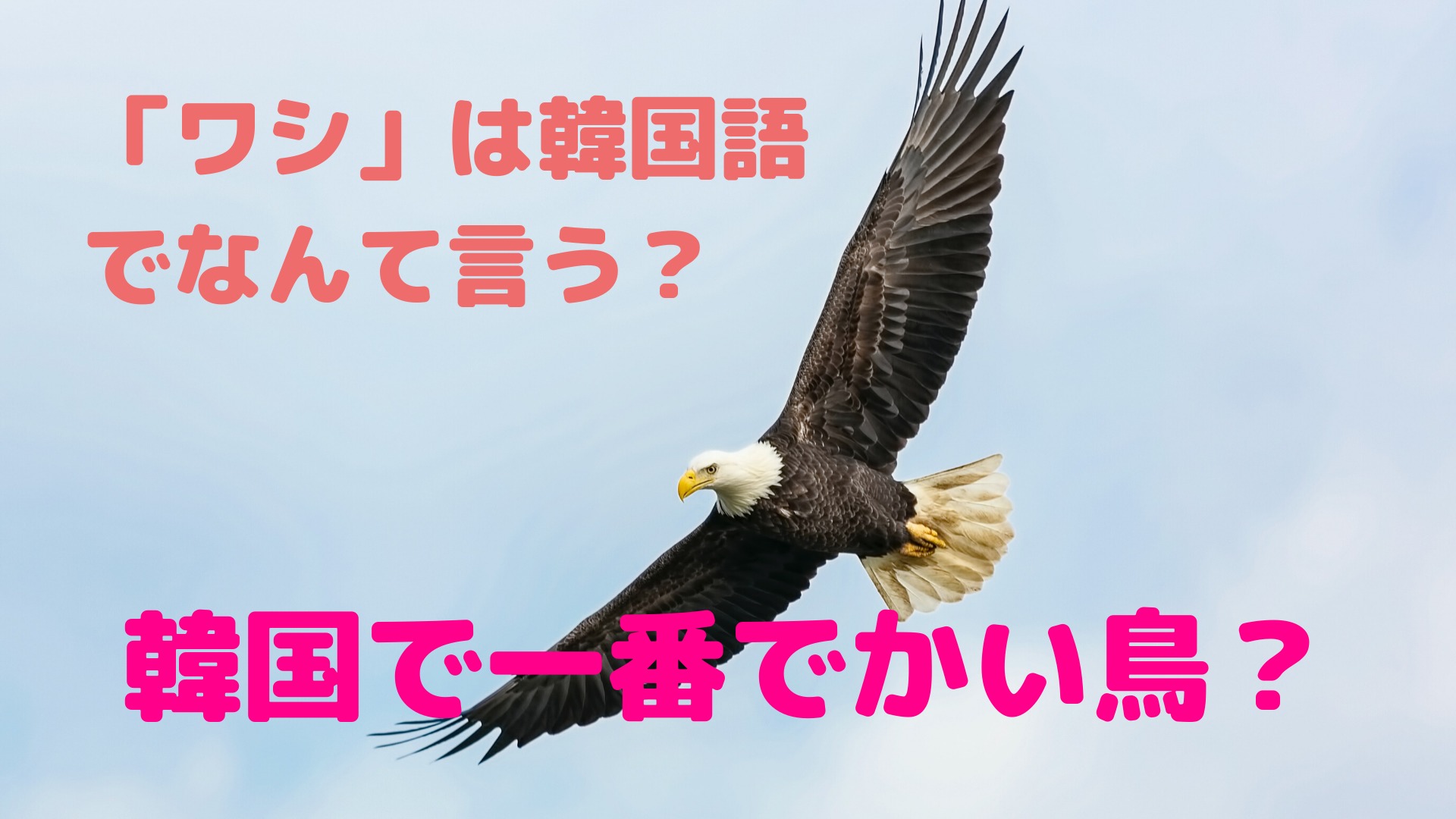 「ワシ」を韓国語でなんて言う？【韓国で一番大きい鳥？】
