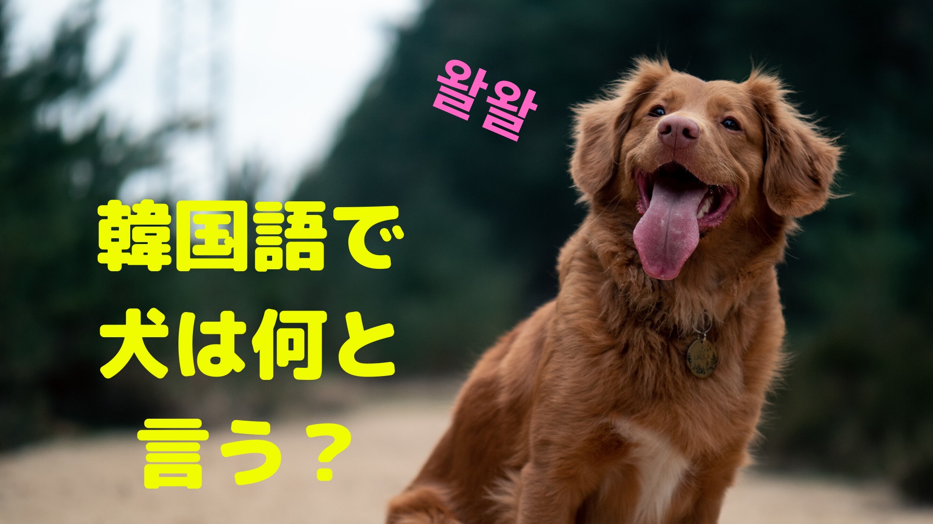 犬は韓国語でなんという？【韓国で最も愛されてるペット】