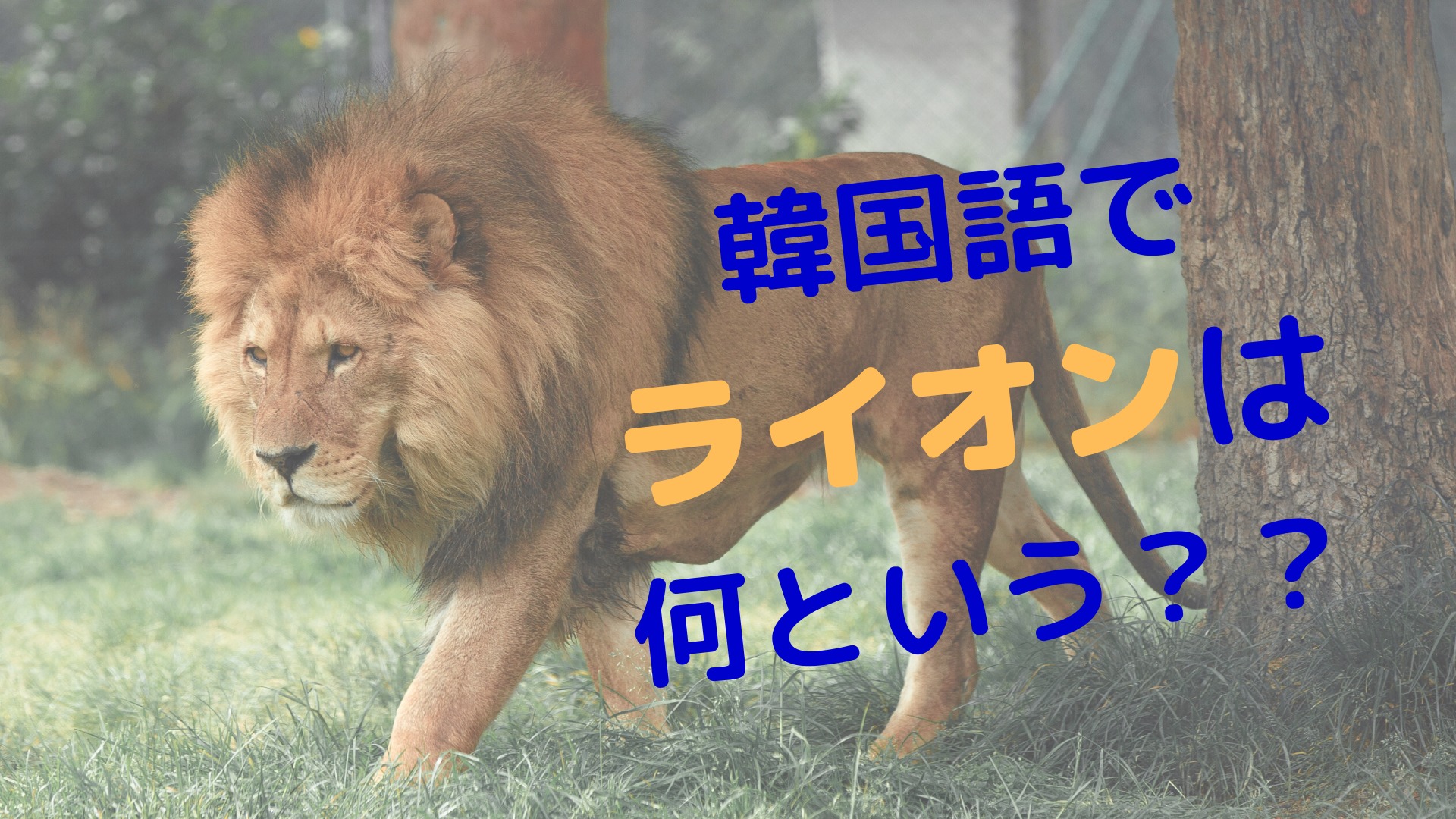 韓国語でライオンは何という？【格言も紹介】